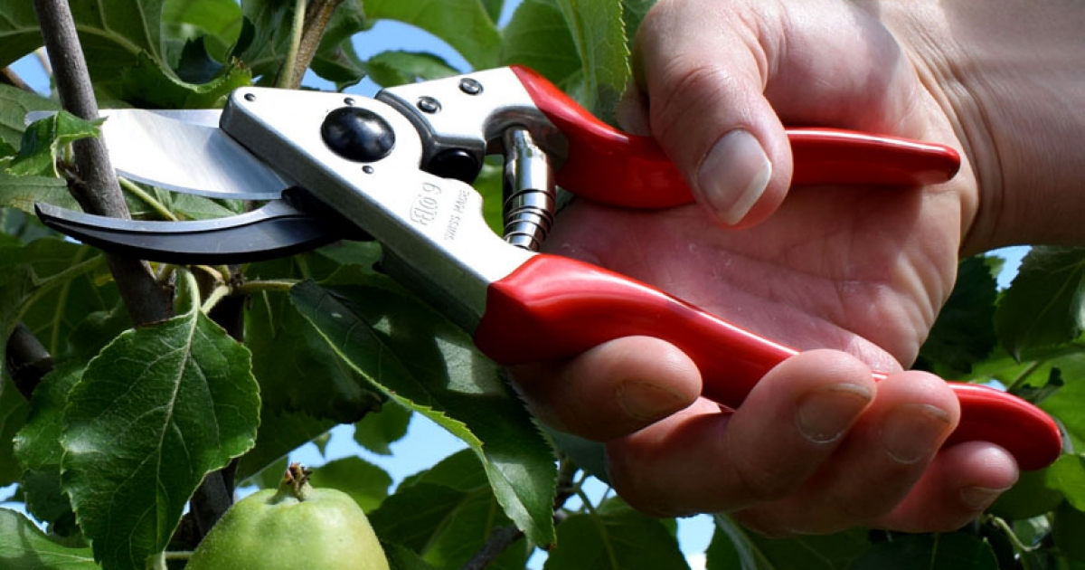 Gyümölcsfát metszel nyáron?!